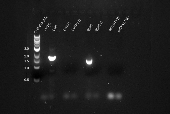 ggps_plate2