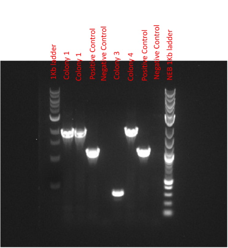 ggps_plate3