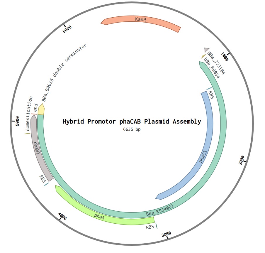 phaCAB_plasmid