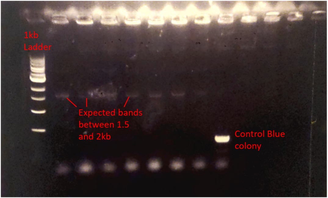 stpA_plate