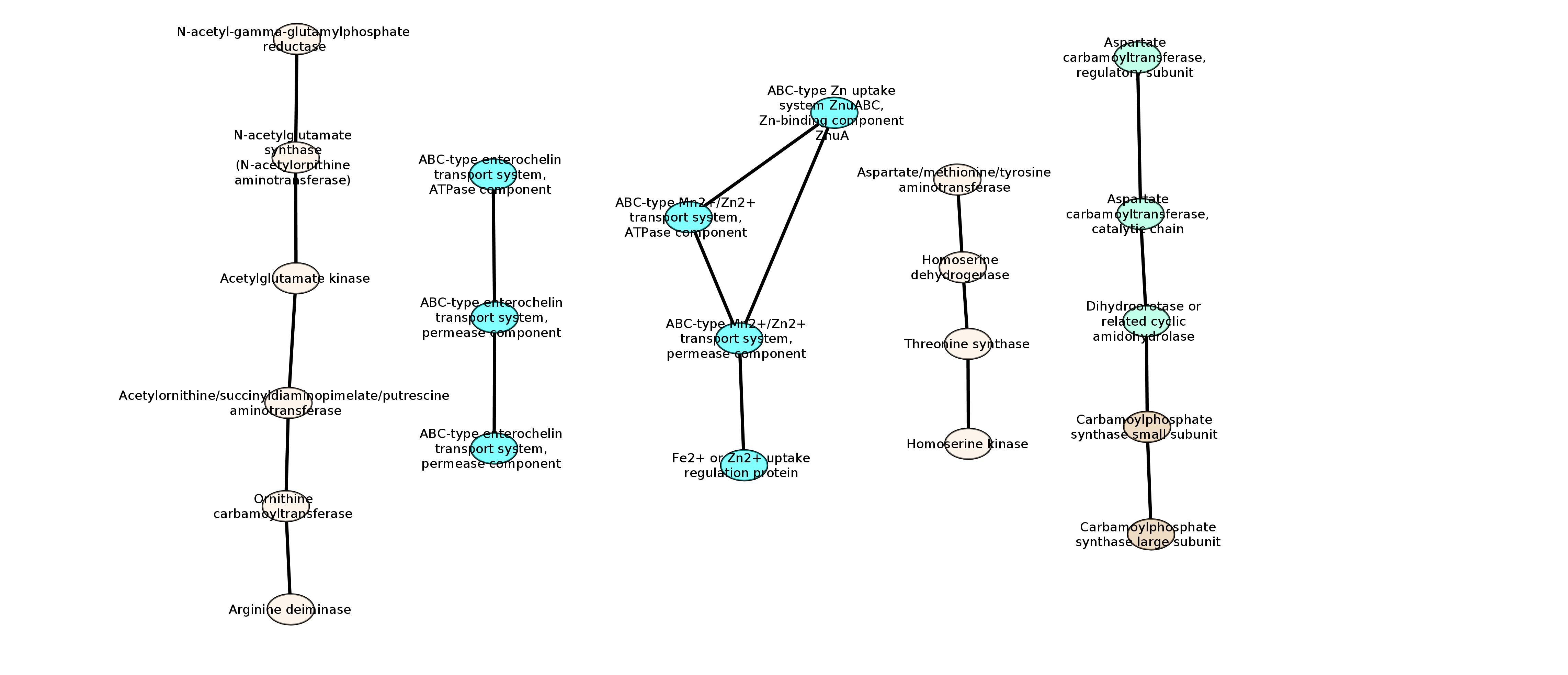 Visualization of core operons