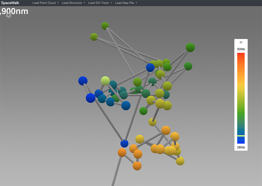 genomic navigator ball & stick