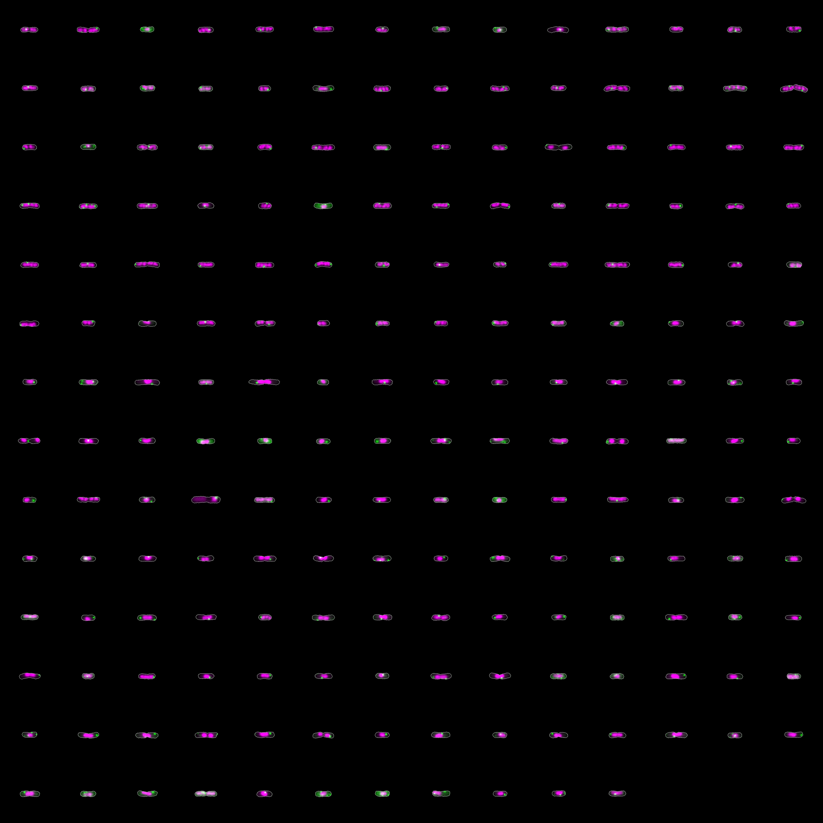Manual Label 1 Replot montage