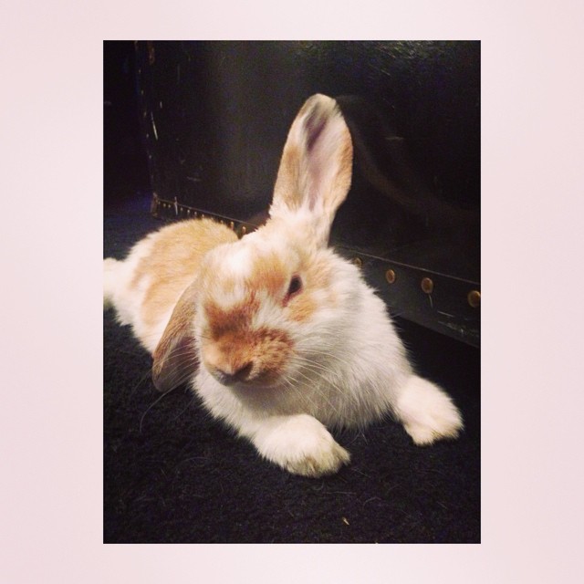 Image of a Lopped Ear Rabbit