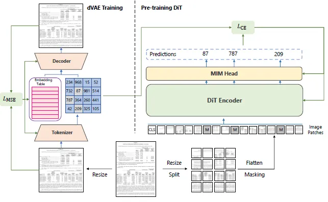 The model architecture of DiT with MIM pre-training.