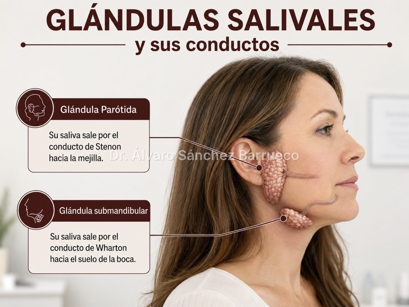 ¿Qué diferencia hay entre una glándula salival inflamada y un ganglio?
