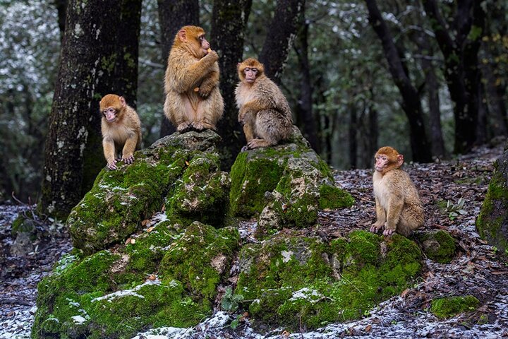 Scimmie dell'Atlante nella Foresta di Cedri di Azrou