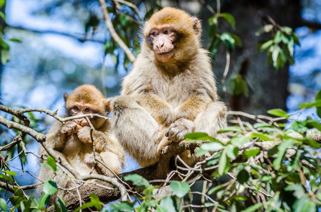 Scimmie magot, fauna del Marocco