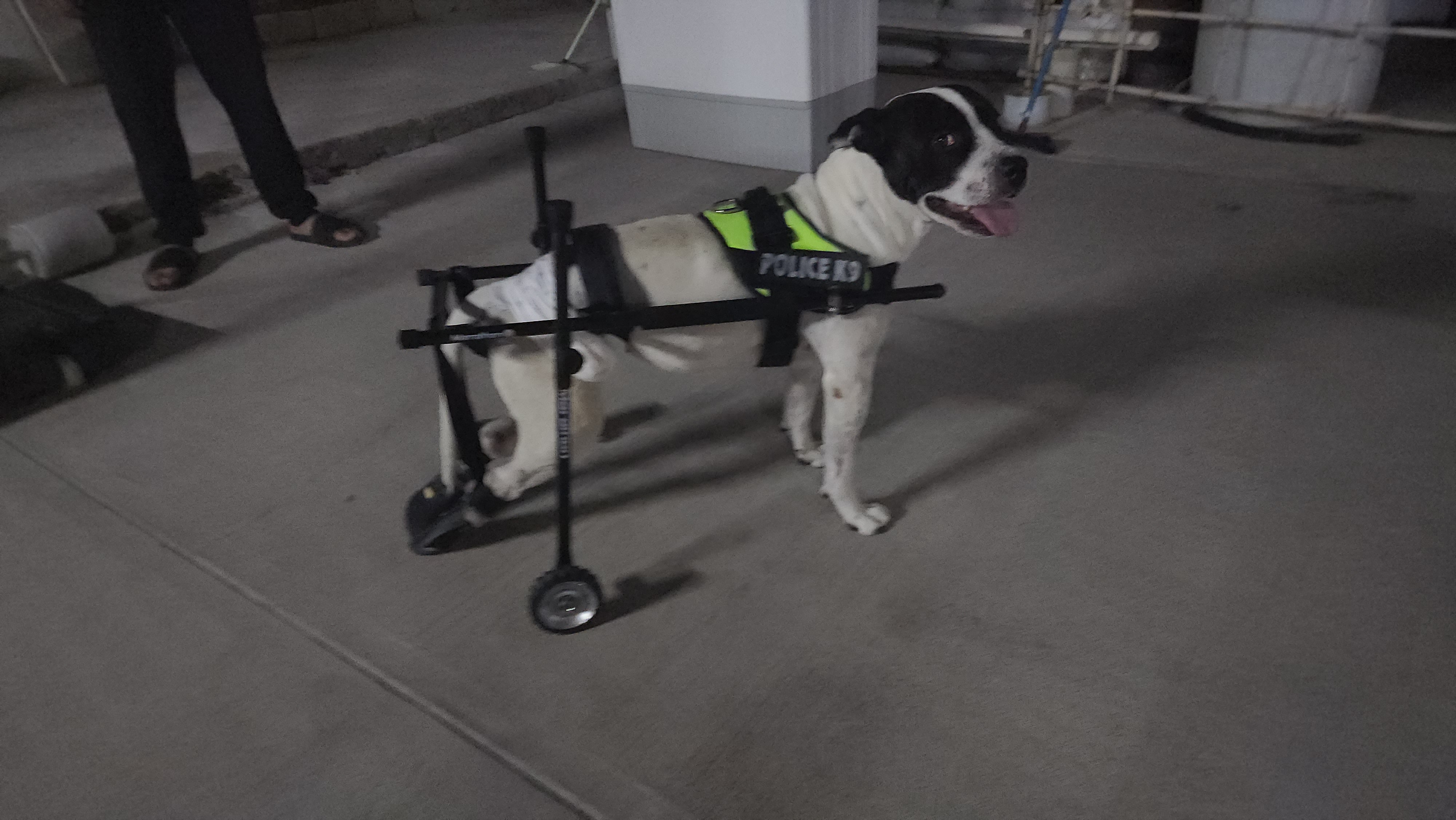 Perro con carrito