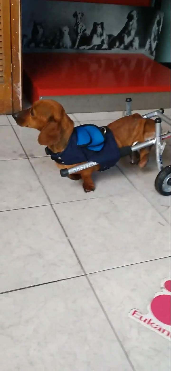 Perro en pasto
