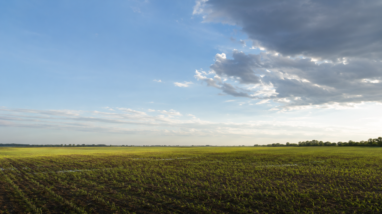 Open Farmland Under Clearing Weather