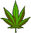 Kannabis