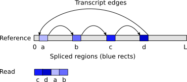 Transcriptome mapping with circular edge