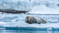 animal_seal_4k_5k_hd_animals-3840x2160.jpg