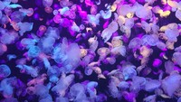 colorful_jellyfishes_4k-3840x2160.jpg