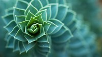 macro_plants_succulent_depth_of_field_nature_leaves_4k_hd-3840x2160.jpg