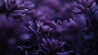 purple_petaled_flower_4k_hd-3840x2160.jpg