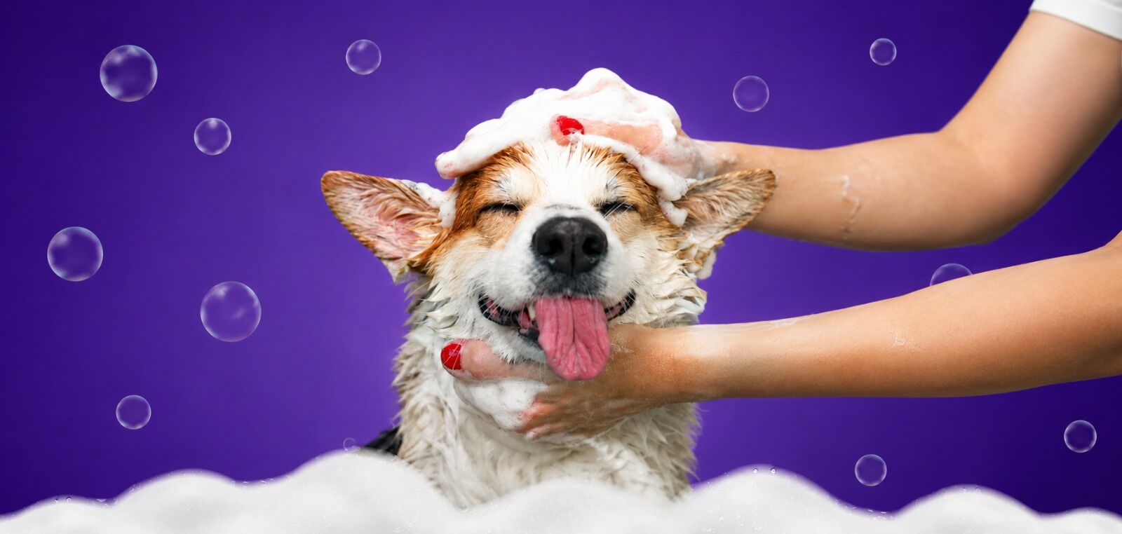 Cachorro tomando banho de espuma