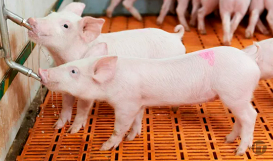 El compromiso de las empresas del sector porcino de cara a lograr un impacto climático neutro en 2050