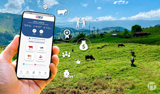 SEV Mercado Ganadero, la plataforma digital conecta compradores y vendedores de ganado en Colombia
