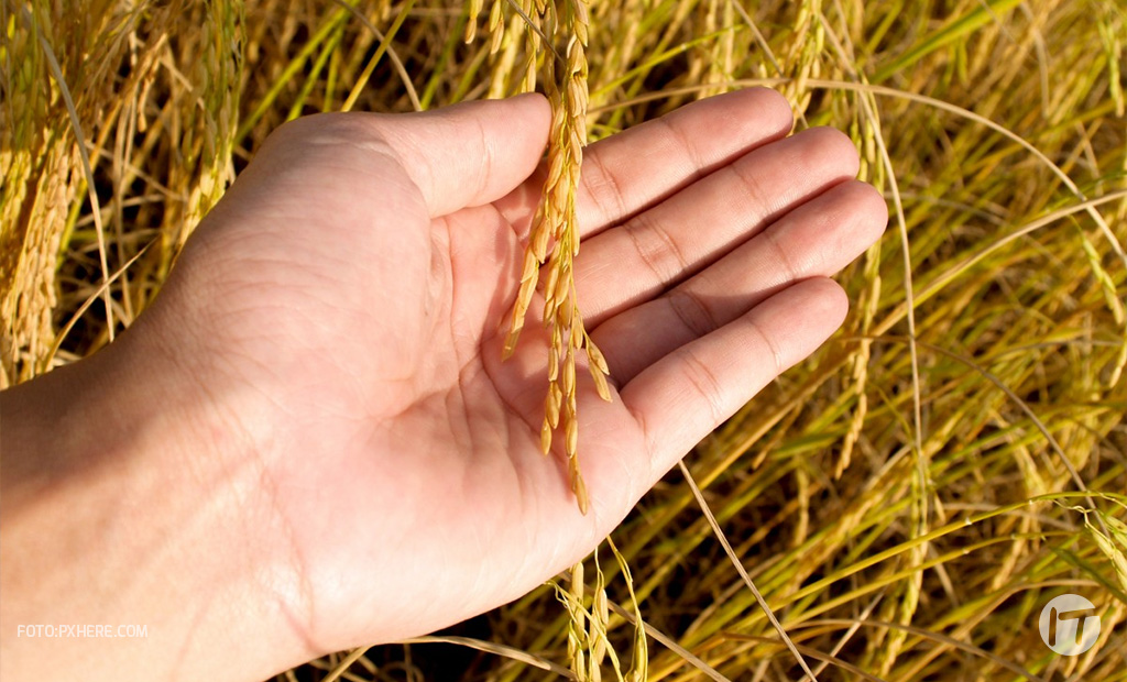 Innovación y sostenibilidad: la nueva era de la gestión agrícola