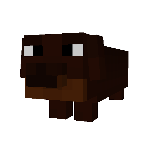 Dachshund