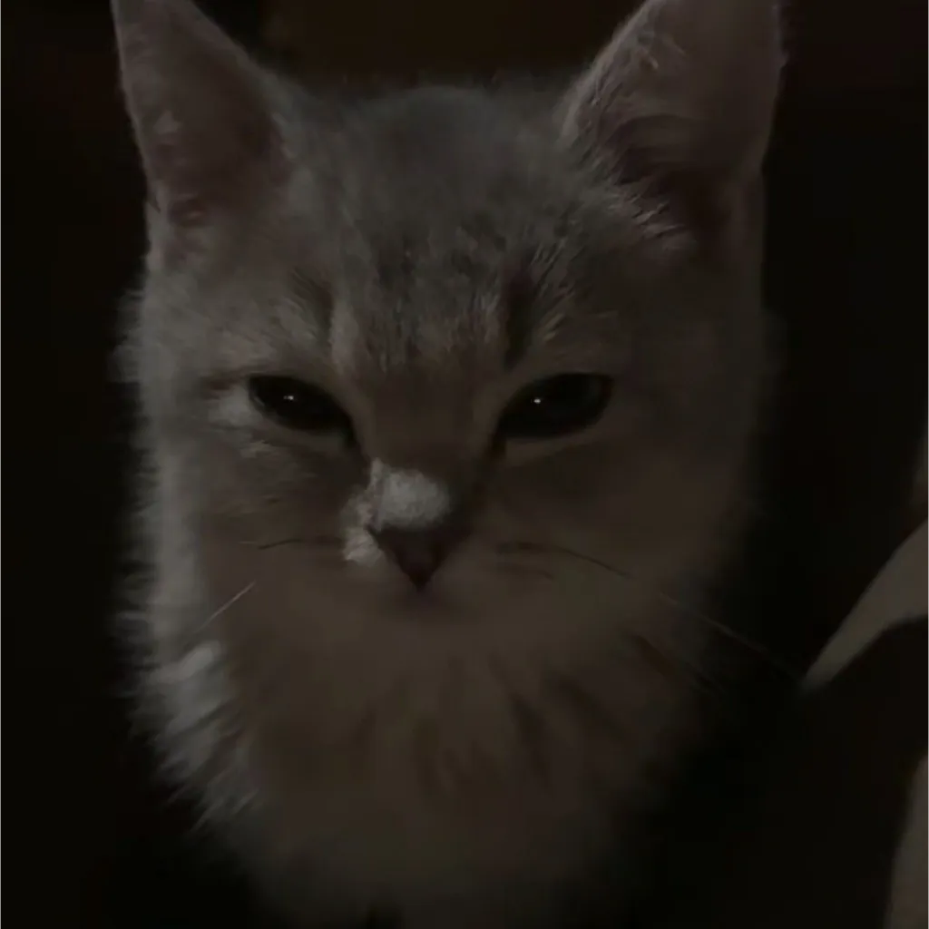 James owner profile image