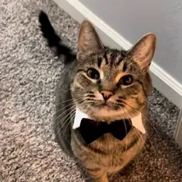 Owner profile image
