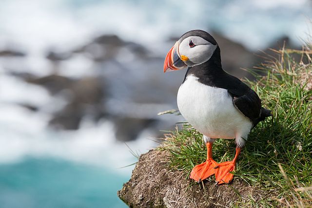 Puffin photo by Richard Bartz