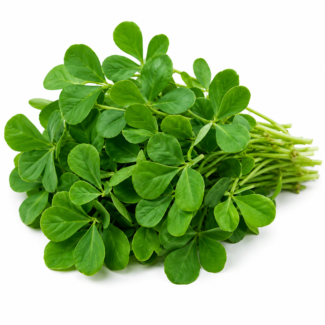 Fresh Methi