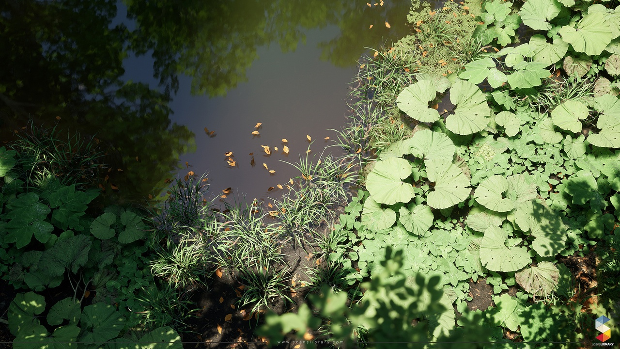 SL_Beech_Forest