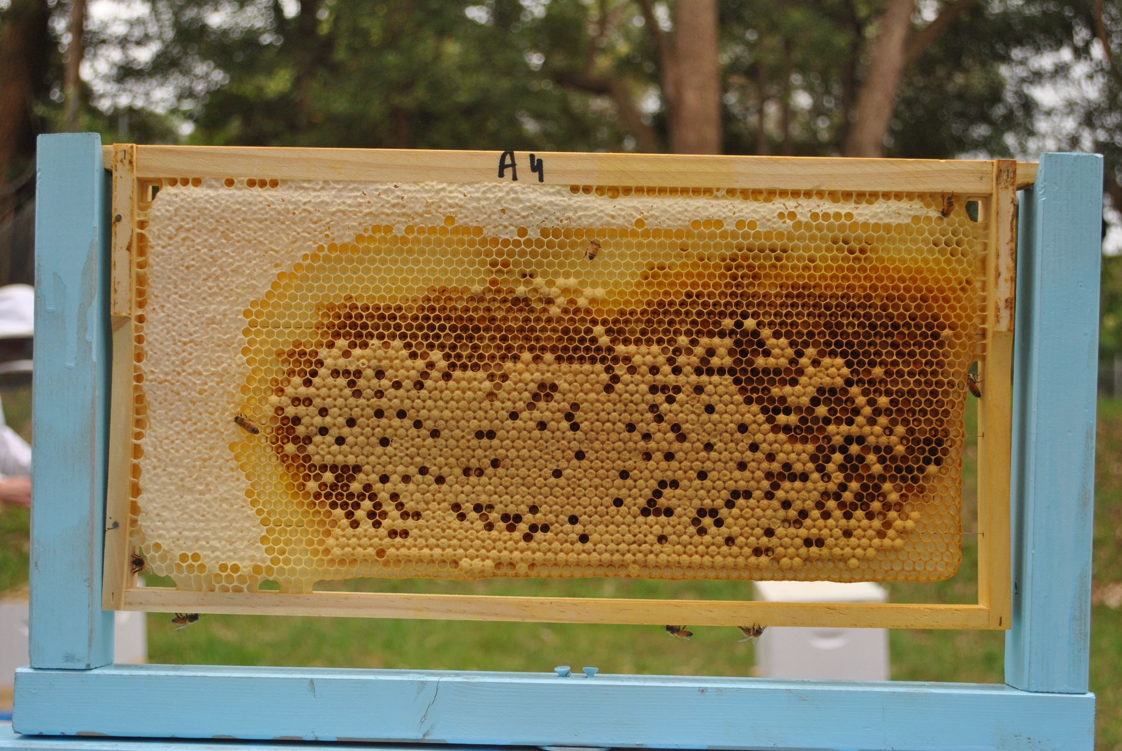 Example honeycomb image