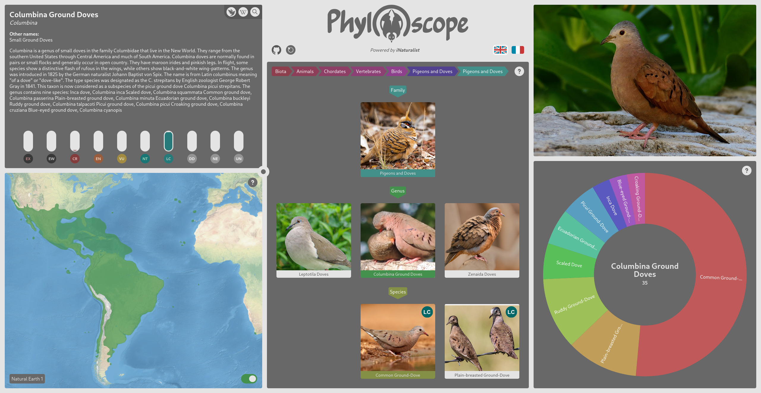Phyloscope GUI