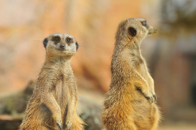 Meerkats - by Stéphane Ente