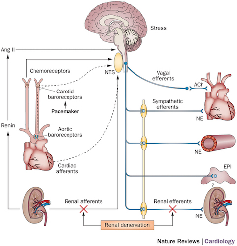 baroreflex system