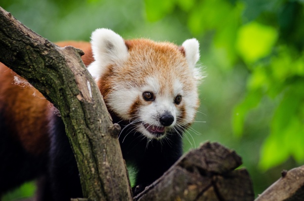 red panda