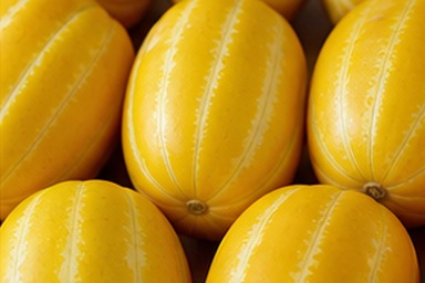 참외10KG 선명한 노란색과 흰 골 사진