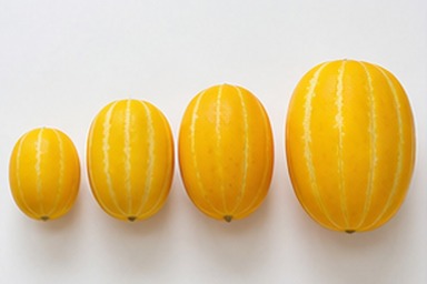 참외10KG 꼭지와 향 확인 사진