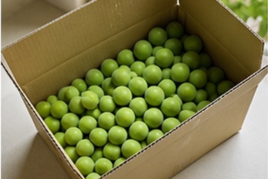 매실10KG 초록 매실 상자 대표 사진