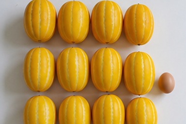 참외10KG 눌림과 무름 비교 사진