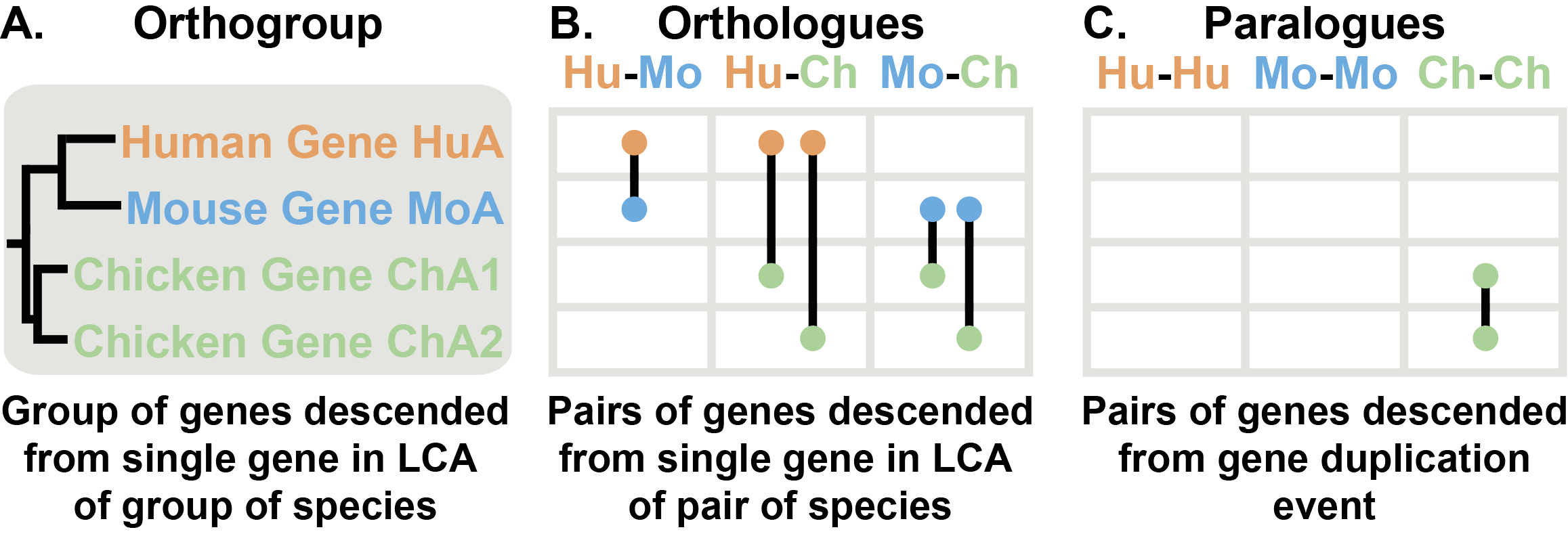 Orthologues, Orthogroups & Paralogues