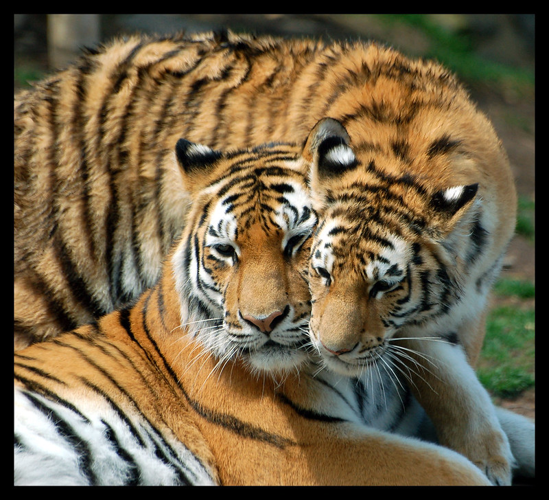 Tigers