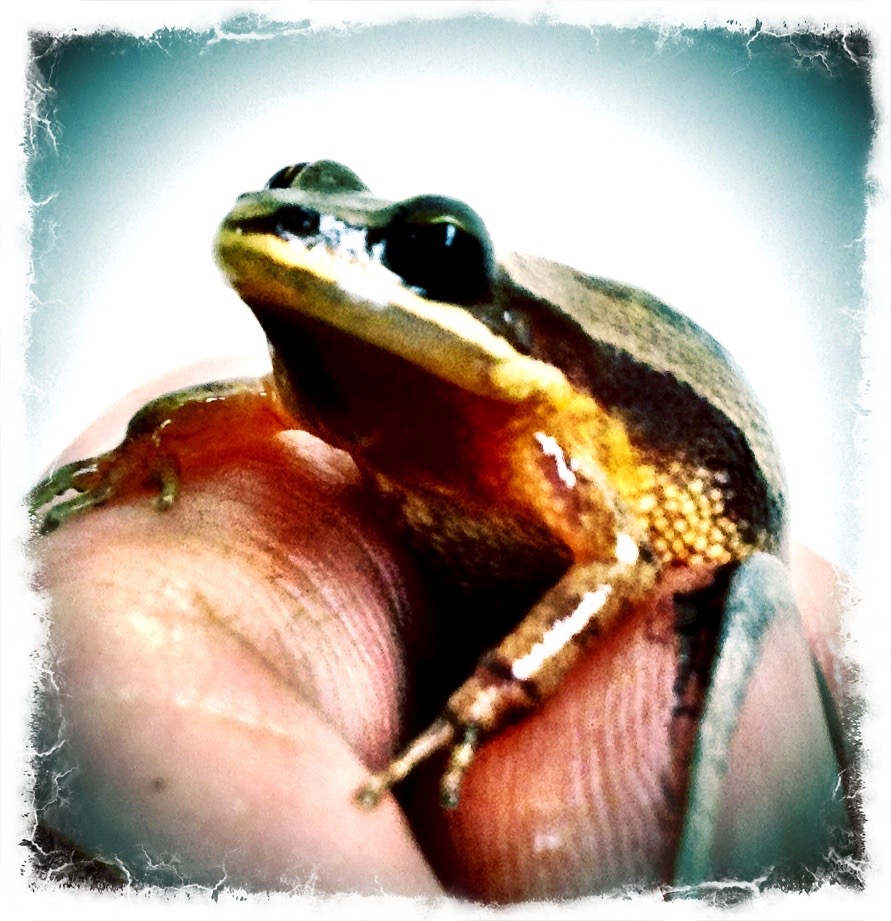 Chorus Frog (Pseudacris)