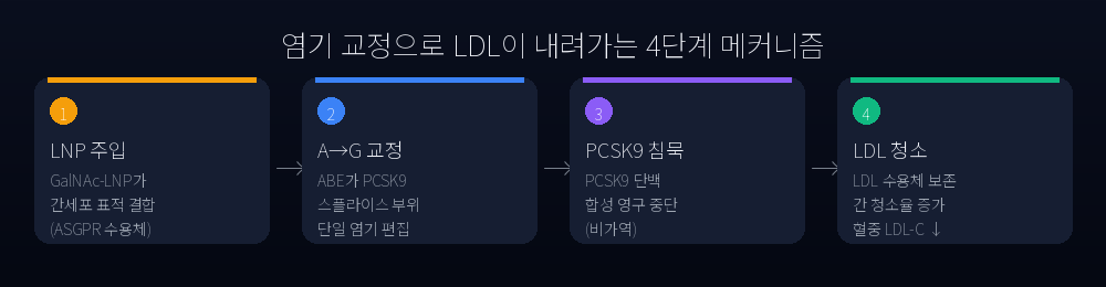 PCSK9 염기 교정 메커니즘 4단계