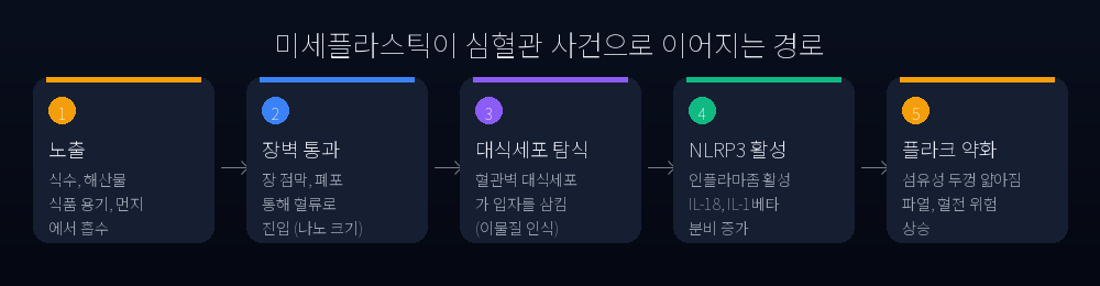 미세플라스틱이 심혈관 사건으로 이어지는 경로