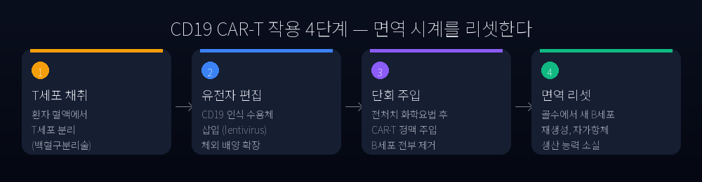 CD19 CAR-T 작용 4단계