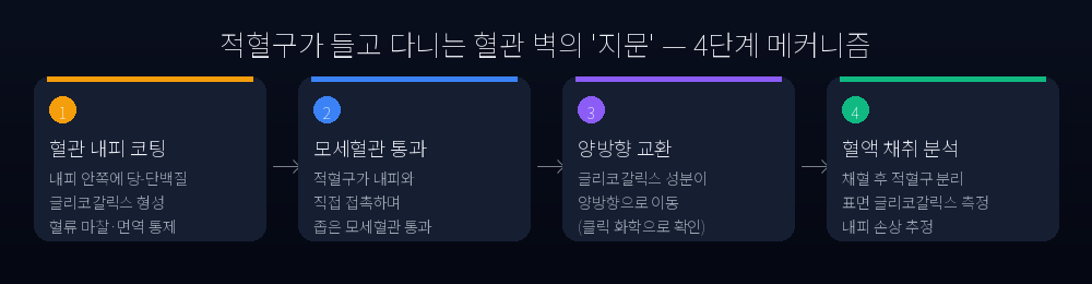 글리코칼릭스 액체생검 메커니즘