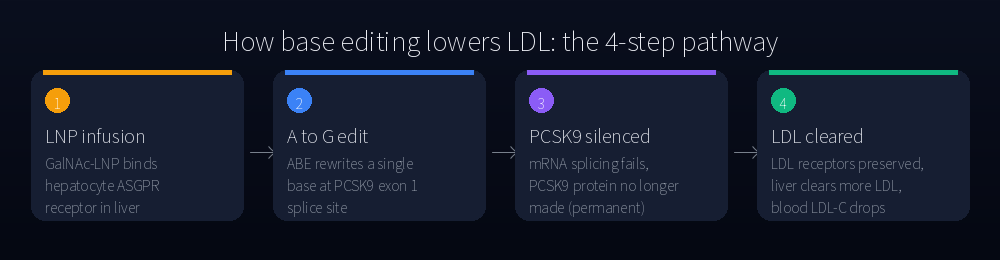 How base editing lowers LDL: the 4-step pathway