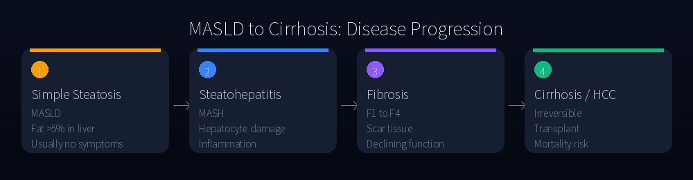 MASLD to cirrhosis: disease progression