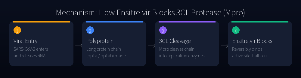 How ensitrelvir blocks 3CL protease